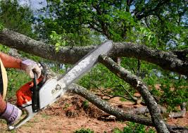 How Our Tree Care Process Works  in Hobart, WA